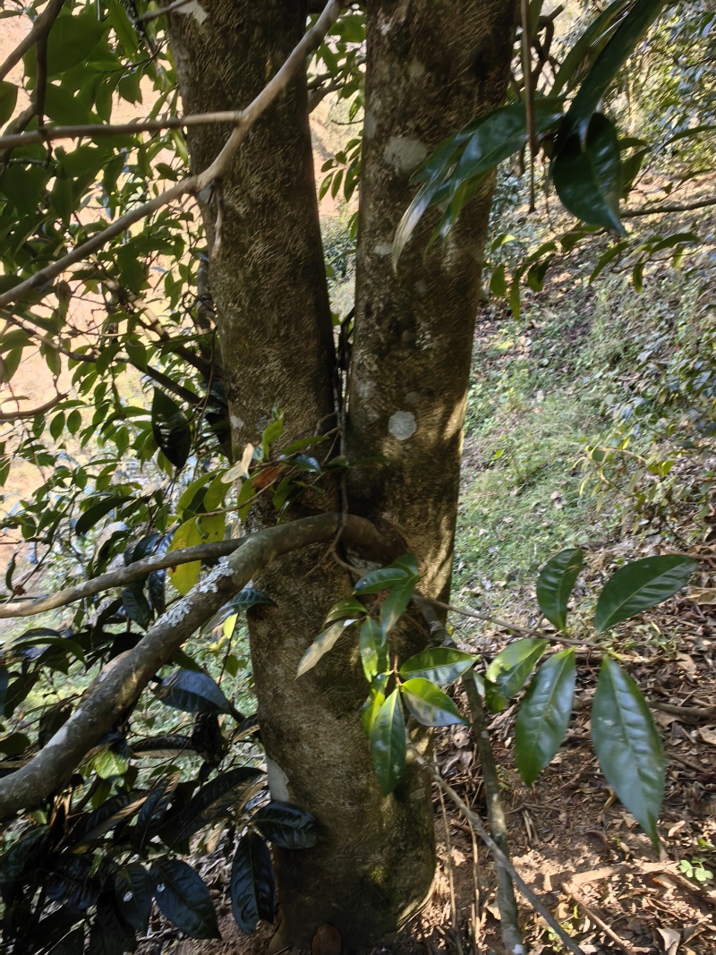 云南临沧野生红茶2026年春茶3吨自家茶可实地考察