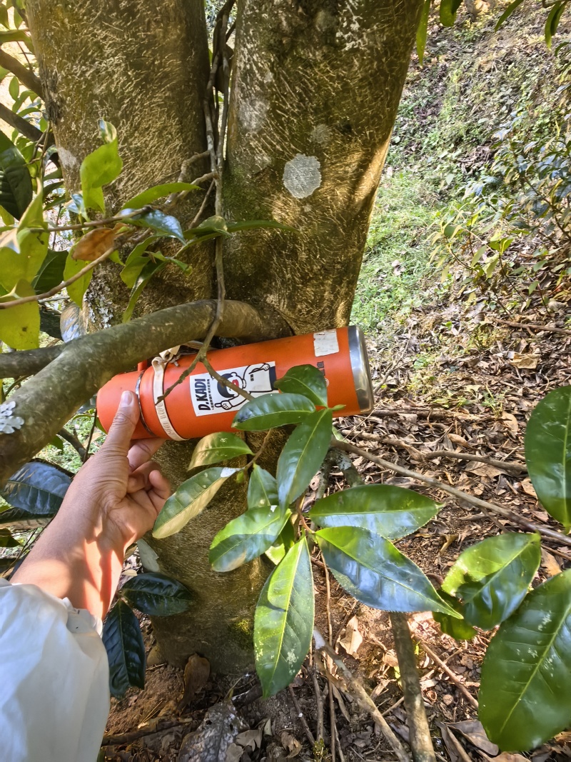 云南临沧野生红茶2026年春茶3吨自家茶可实地考察
