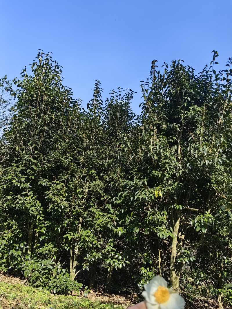 云南临沧野生红茶2026年春茶3吨自家茶可实地考察