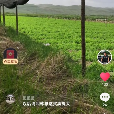 白条党参苗五亩
