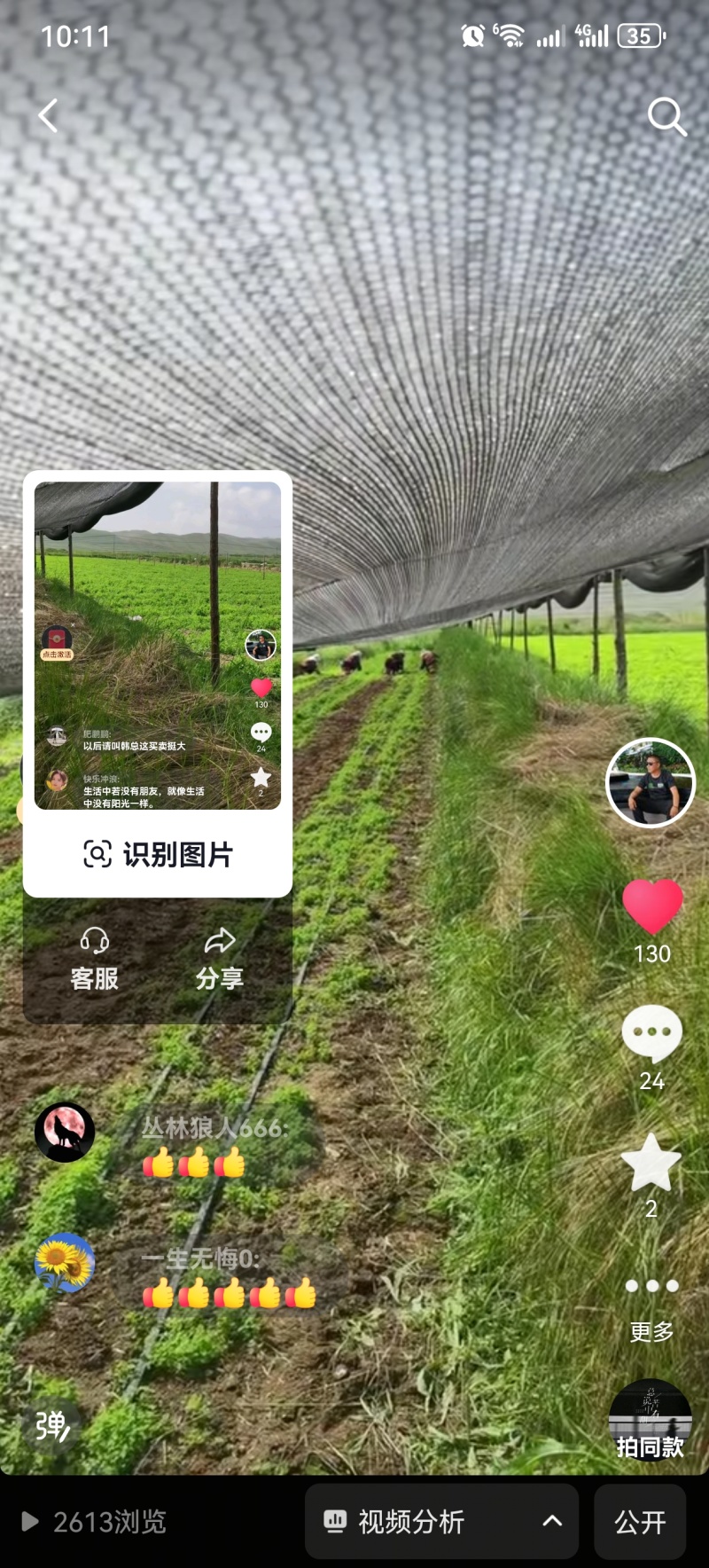 白条党参苗五亩