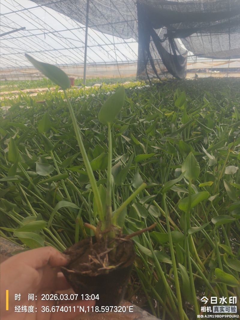 梭鱼草