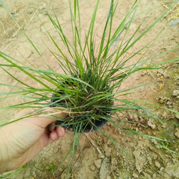 粉黛乱子草