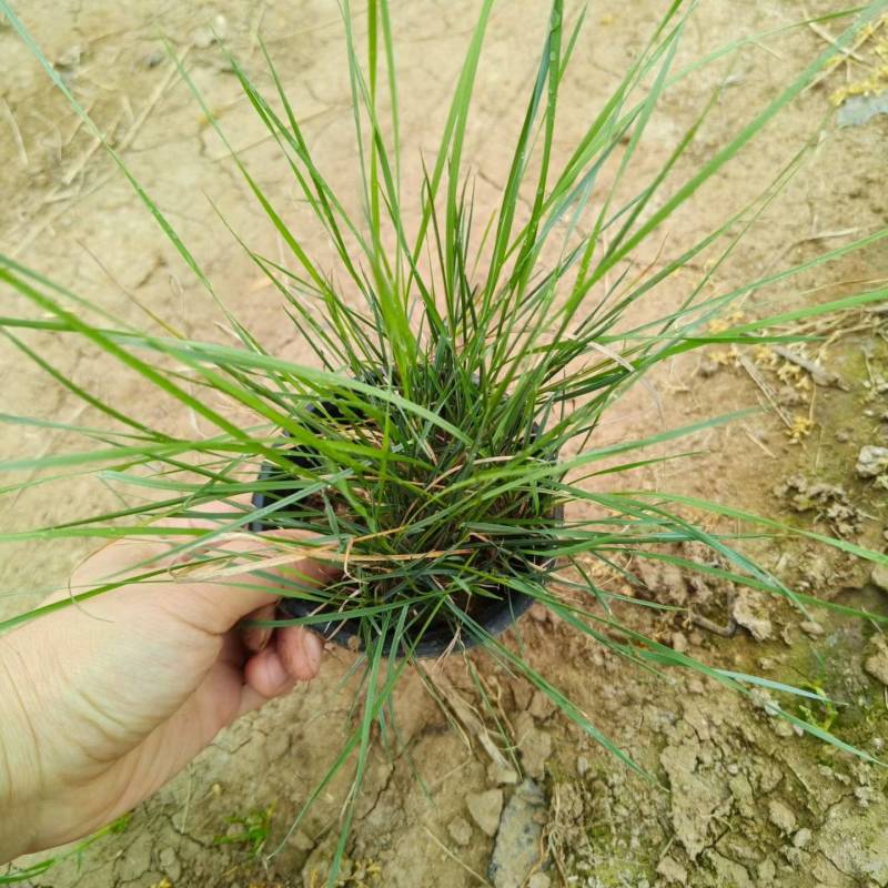 粉黛乱子草
