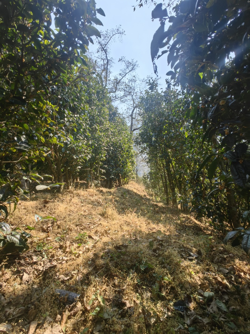 云南临沧野生红茶2026年春茶3吨自家茶可实地考察