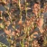 蓝莓苗花香蓝莓临沂莒南还有50亩品种齐全