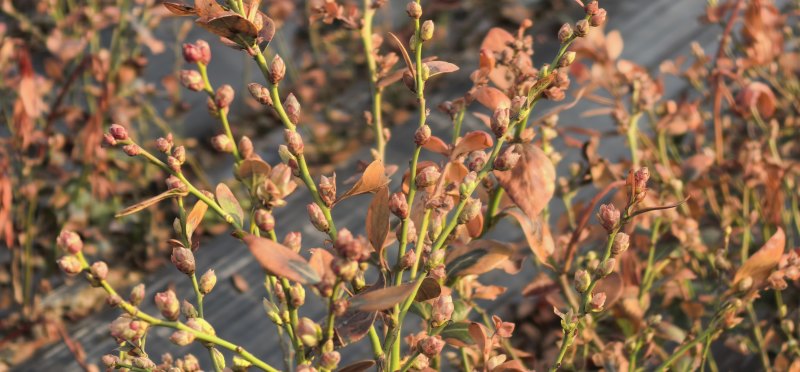 蓝莓苗花香蓝莓临沂莒南还有50亩品种齐全