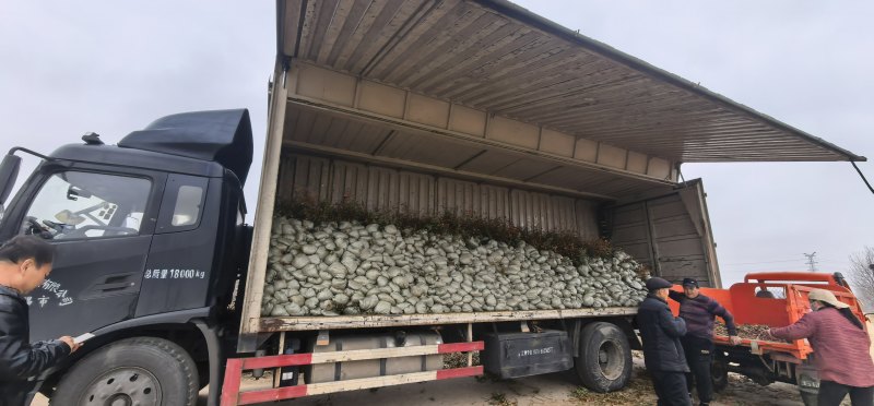 蓝莓苗花香蓝莓临沂莒南还有50亩品种齐全