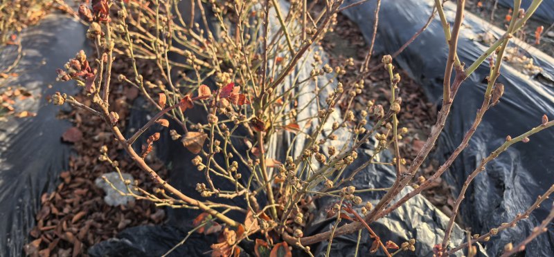 蓝莓苗花香蓝莓临沂莒南还有50亩品种齐全