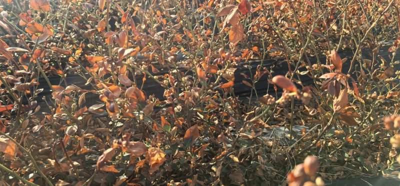 蓝莓苗花香蓝莓临沂莒南还有50亩品种齐全