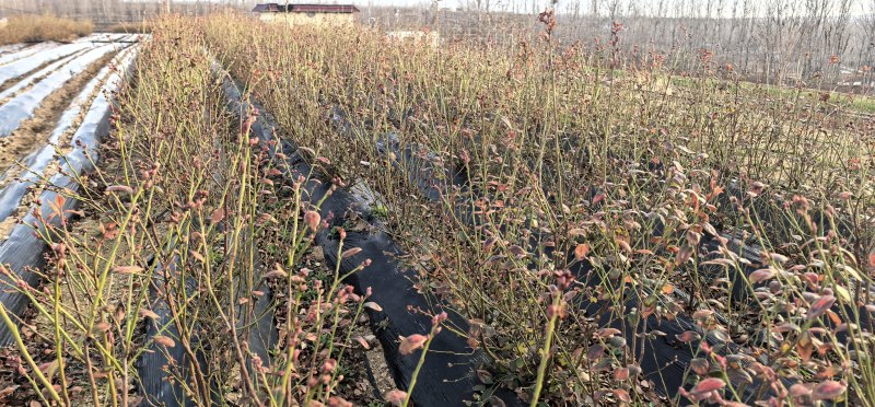 蓝莓苗花香蓝莓临沂莒南还有50亩品种齐全