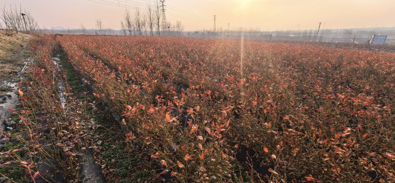 蓝莓苗花香蓝莓临沂莒南还有50亩品种齐全