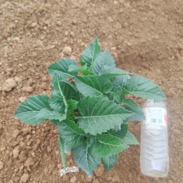 大丽花