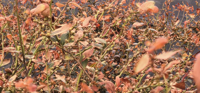 蓝莓苗花香蓝莓临沂莒南还有50亩品种齐全