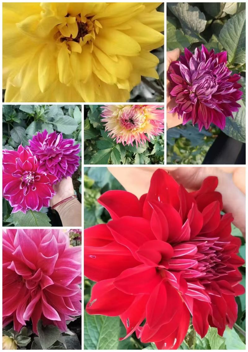 大丽花