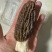 羊肚菌，自家大棚种植