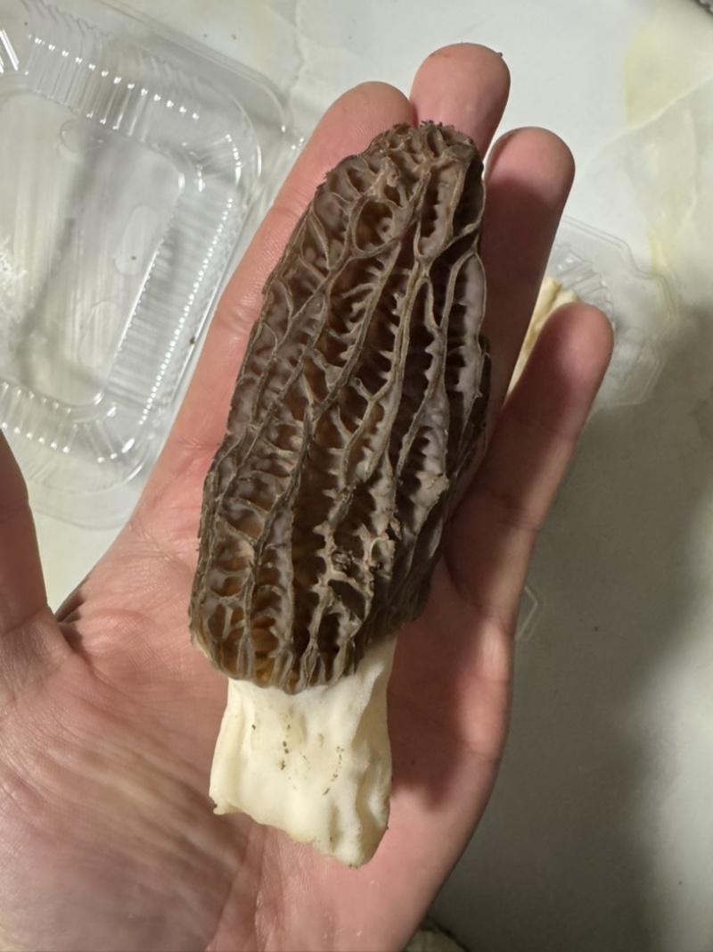 羊肚菌，自家大棚种植