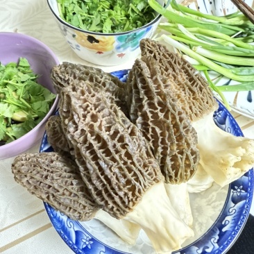 羊肚菌，自家大棚种植