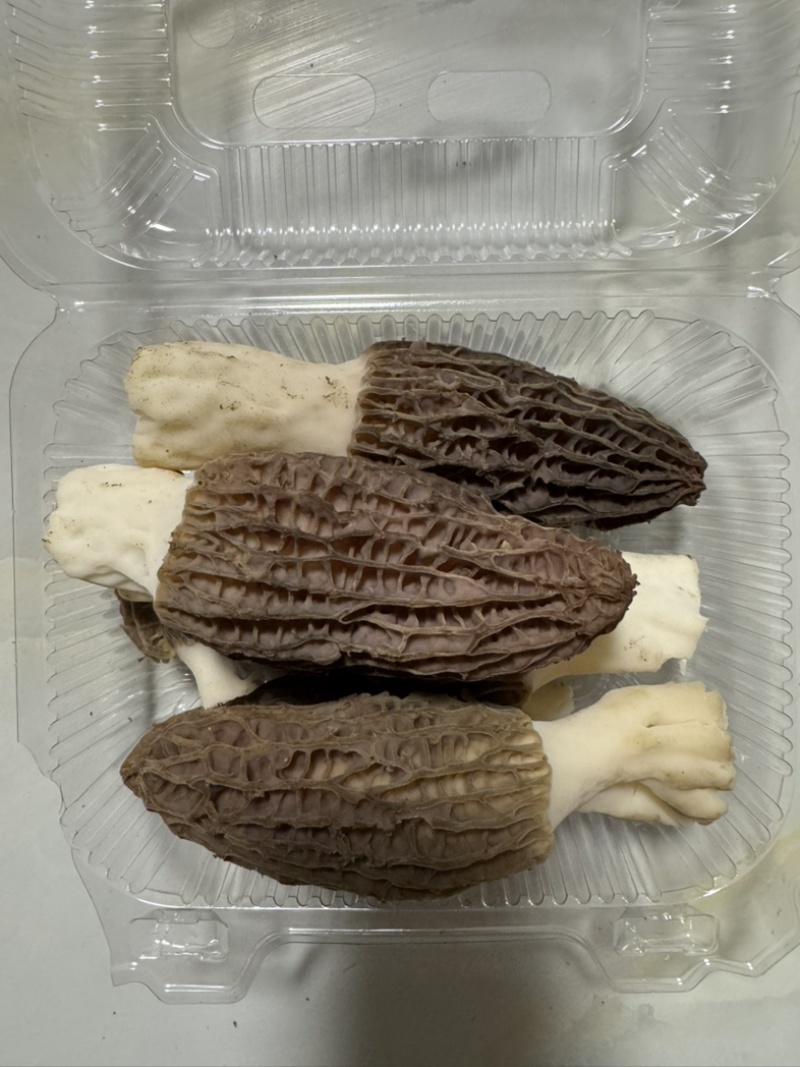 羊肚菌，自家大棚种植
