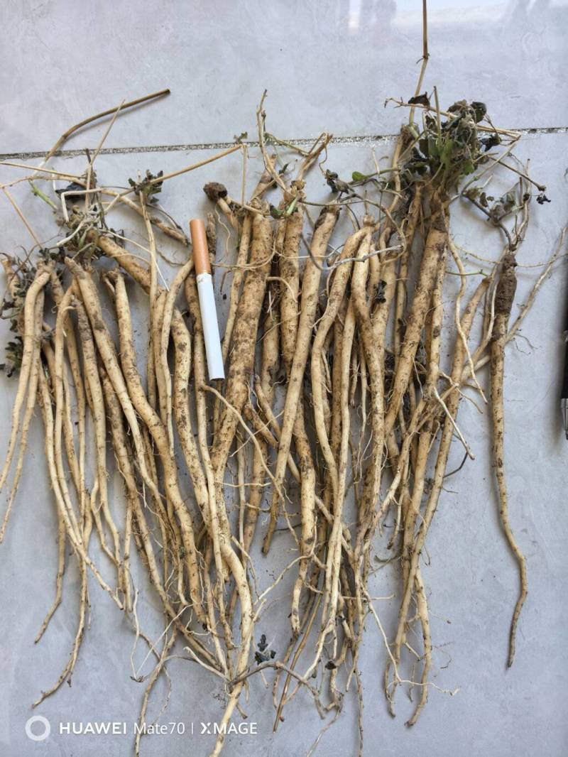 白条党参苗