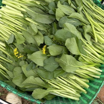菜心