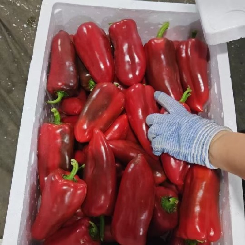 红泡椒大量供应