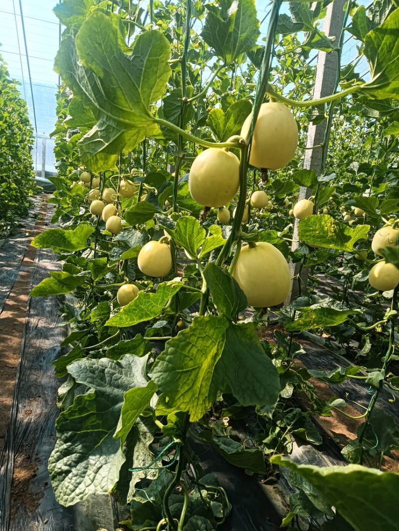 潍坊头茬星甜20，产地直发对接商超团购市场电商一件代发