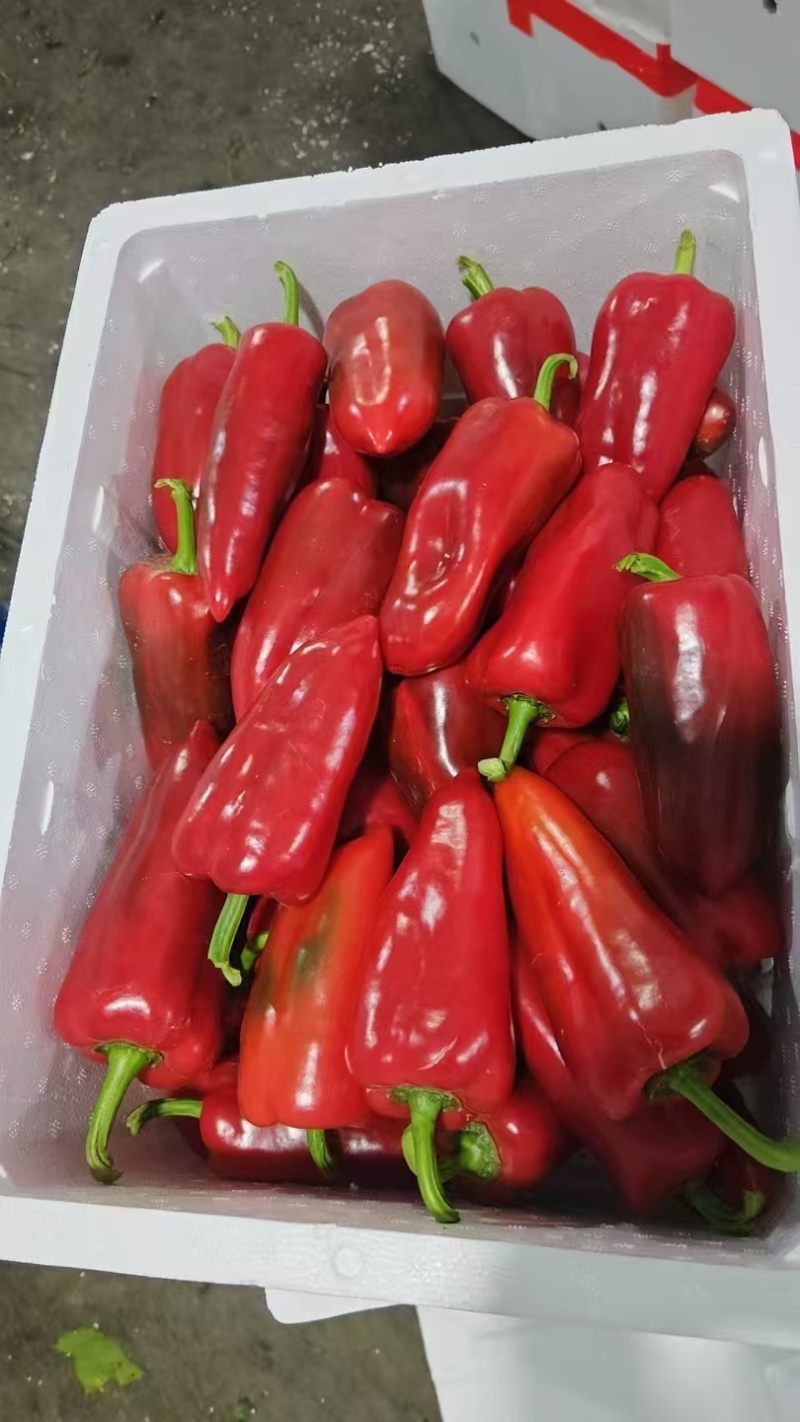 红泡椒大量供应