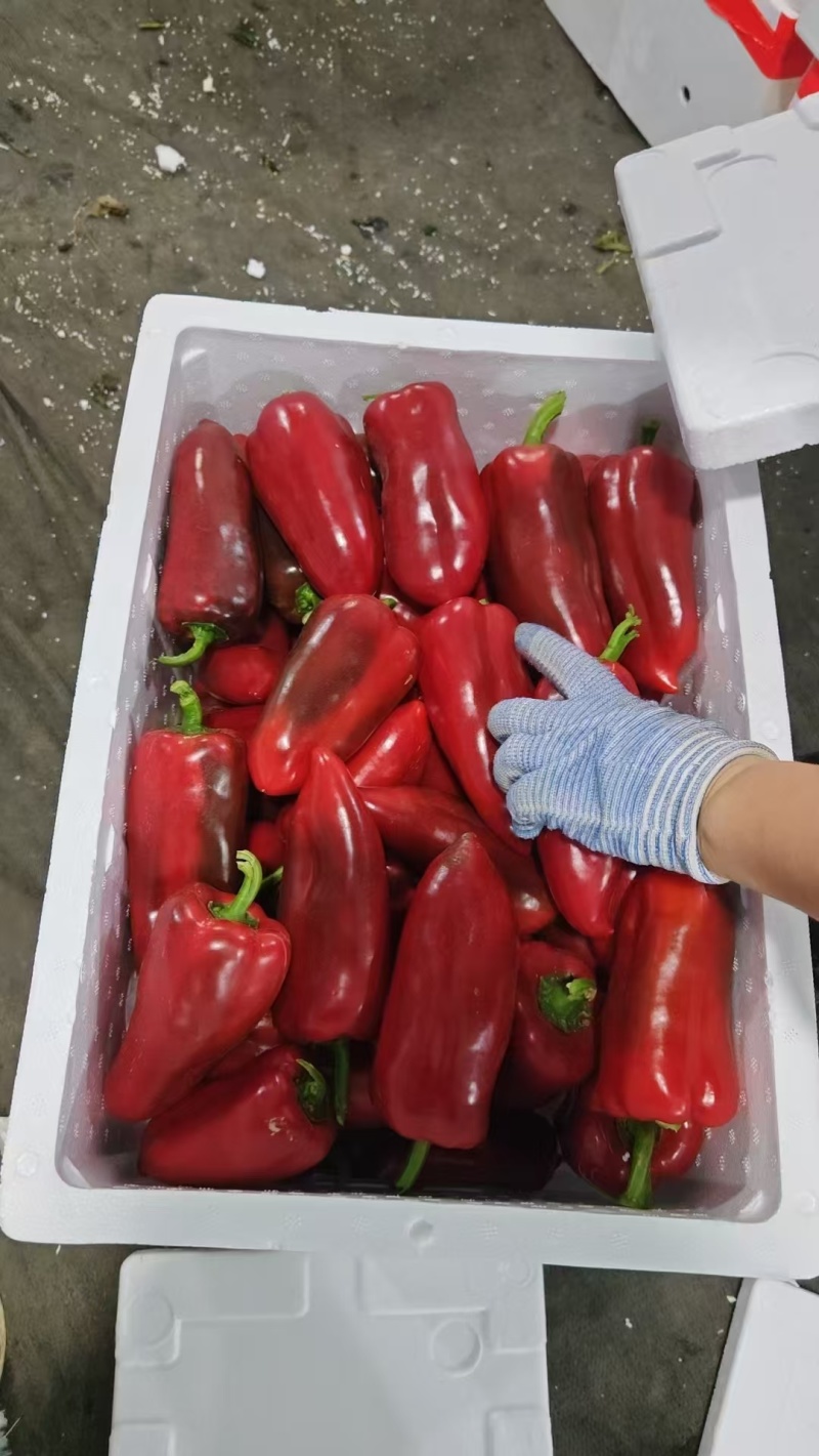 红泡椒大量供应