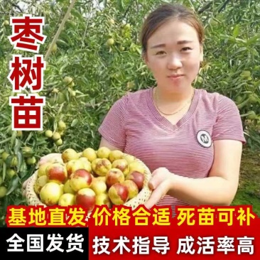 沾化冬枣树苗一代二代三代，籽花授粉蟠枣苗，龙枣树自中**
