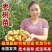 沾化冬枣树苗一代二代三代，籽花授粉蟠枣苗，龙枣树自中**