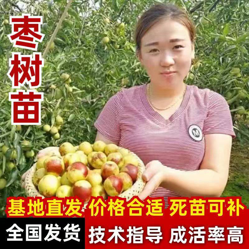 沾化冬枣树苗一代二代三代，籽花授粉蟠枣苗，龙枣树自中**