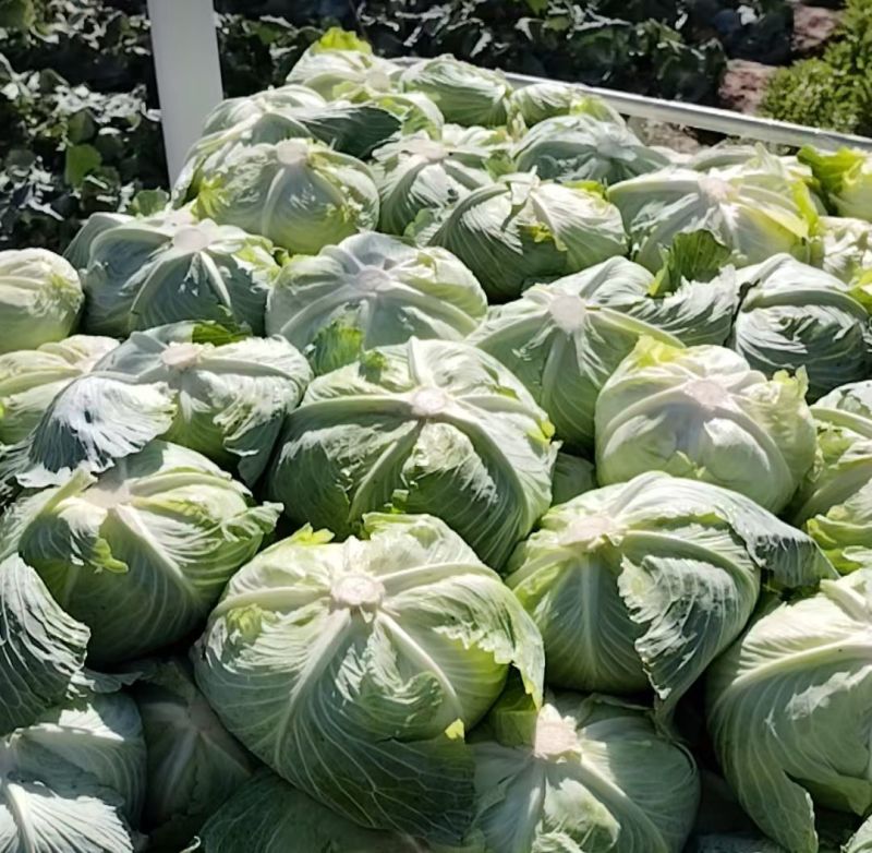 有机包菜大量上市