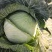 有机包菜大量上市