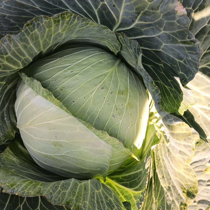 有机包菜大量上市