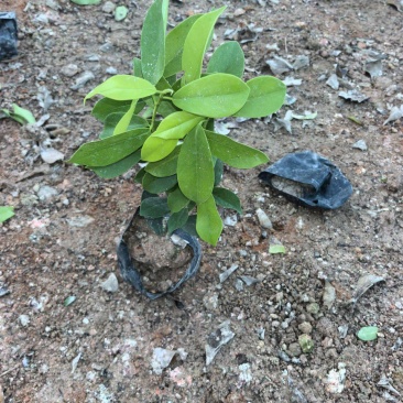 七斤袋黄金榕大量出售