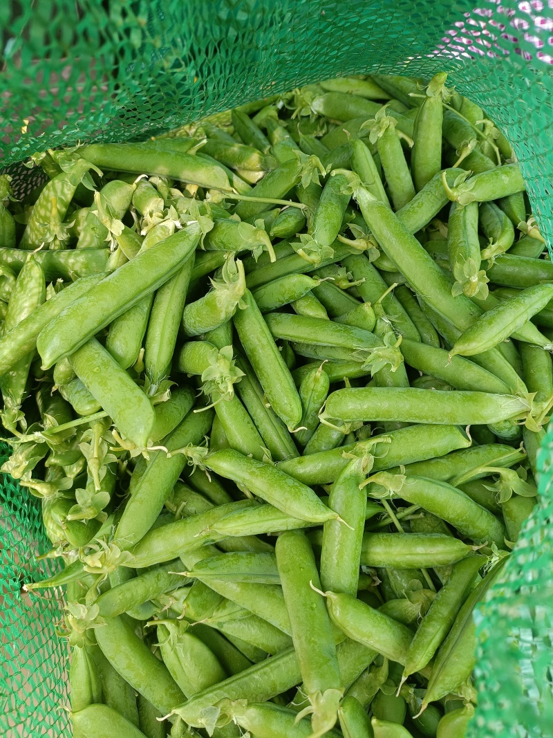 刚上市金品豌豆