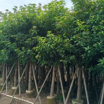 芒果10-15分，大量出售