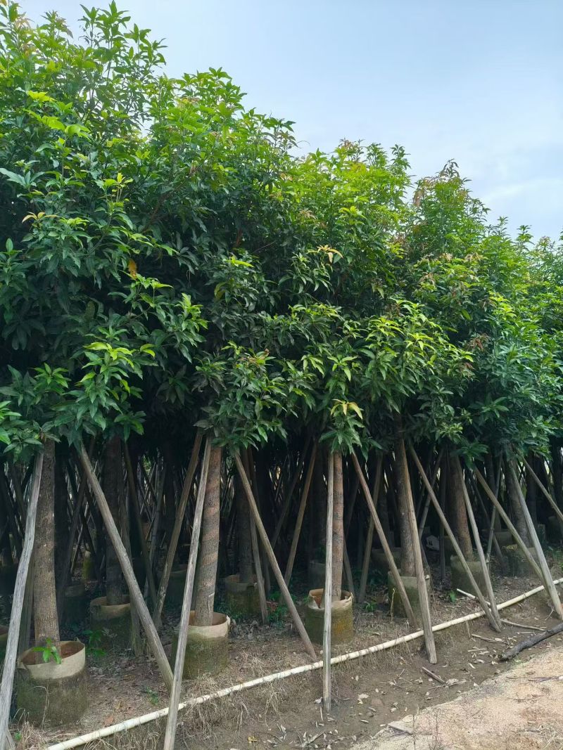 芒果10-15分，大量出售
