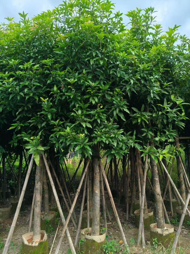 芒果10-15分，大量出售