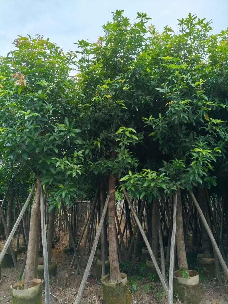 芒果10-15分，大量出售