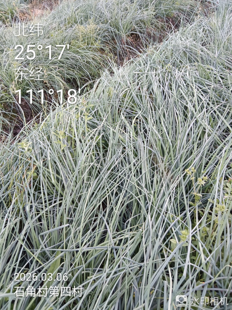 优品质蕌头，规格你定