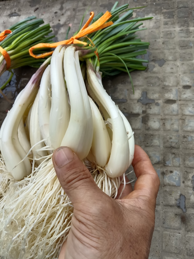 优品质蕌头，规格你定
