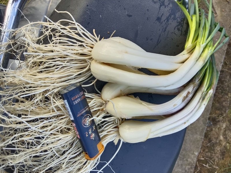 优品质蕌头，规格你定