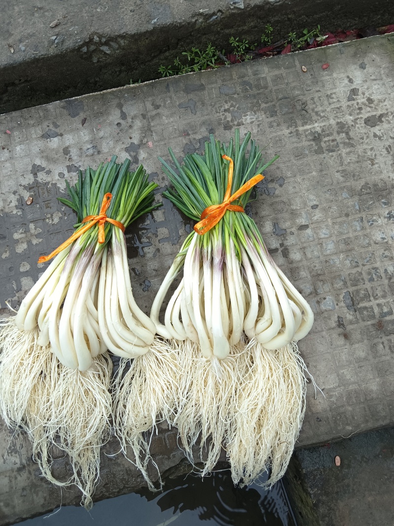 优品质蕌头，规格你定