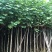 黄槿2至15公分，大量出售