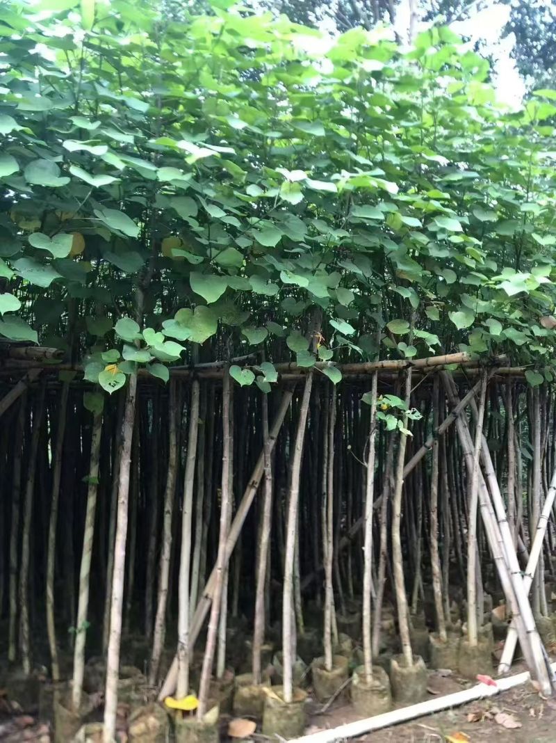 黄槿2至15公分，大量出售