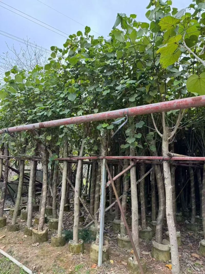 黄槿2至15公分，大量出售
