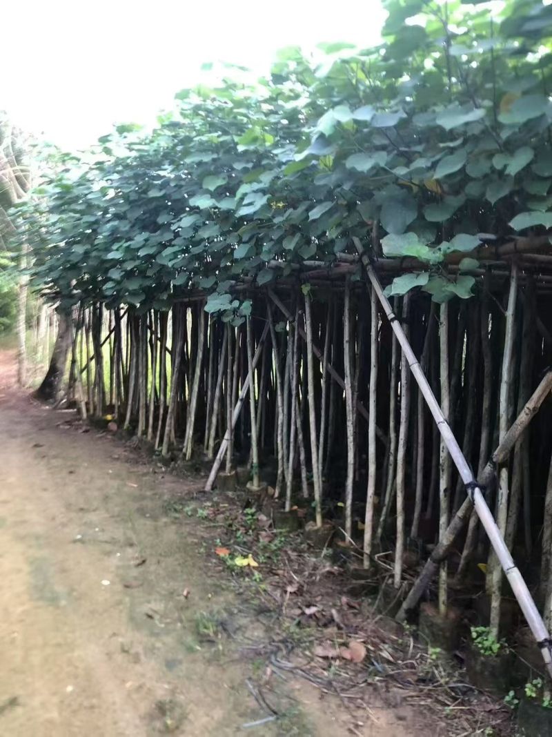 黄槿2至15公分，大量出售