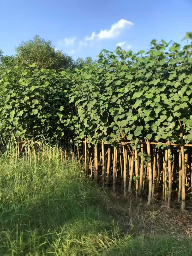 黄槿2至15公分，大量出售